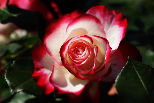 薔薇 ジュビレデュプリンスドゥモナコ3 薔薇 ジュビレデュプリンスドゥモナコ3の写真