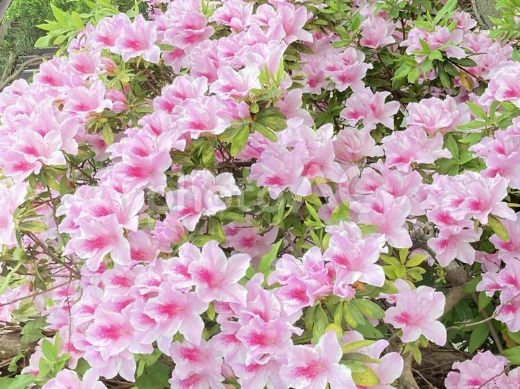花背景　ピンク色で可愛い満開のつつじ つつじ,躑躅,花の写真素材