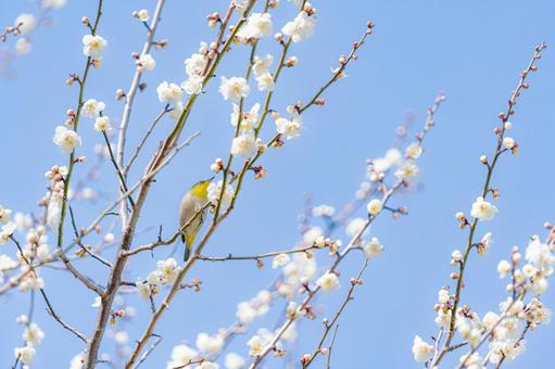A Japanese white-eye searching for plum blossoms, JPG