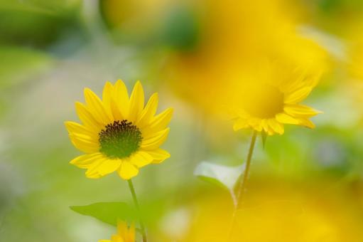 Mini Sunflower 8, JPG Mini Sunflower 8, JPG