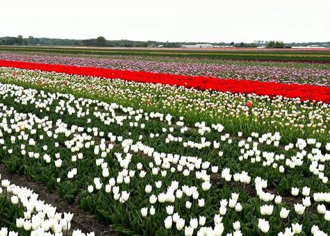Tulip fields in Noordwijkerhout, JPG Tulip fields in Noordwijkerhout, JPG