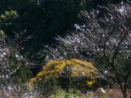桜山公園の冬桜と黄葉の写真
