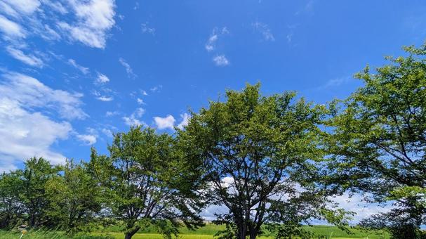 夏の雲と桜の木のコントラスト 夏の雲と桜の木のコントラスト 青空,空,雲の写真素材