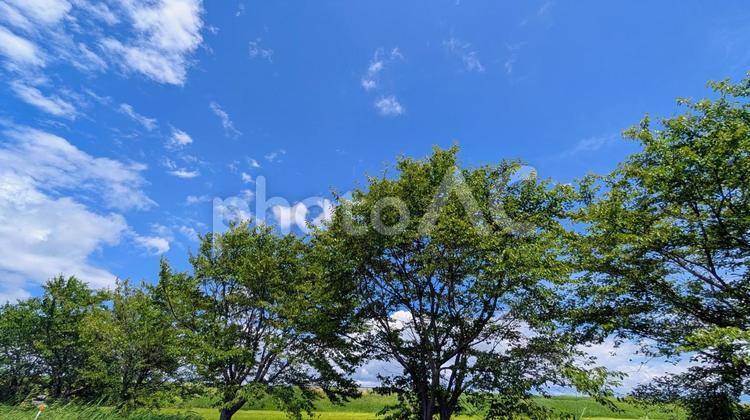 夏の雲と桜の木のコントラスト 青空,空,雲の写真素材