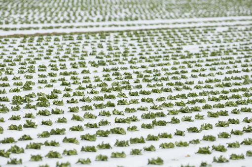 春の植え付け直後のレタス畑 春の植え付け直後のレタス畑 レタス,リーフレタス,レタス畑の写真素材