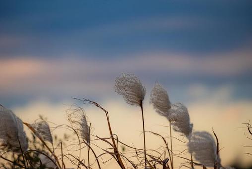 すすき すすきの写真