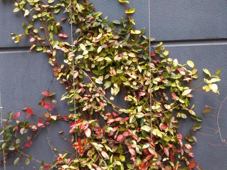 葉 葉,葉っぱ,緑の写真素材