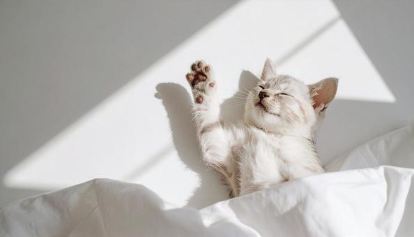 伸びをするかわいい子猫の写真