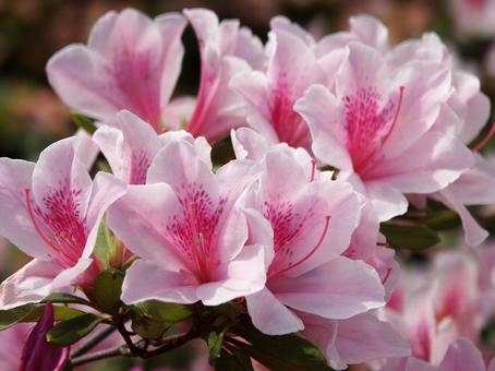Azalea, JPG Azalea, JPG