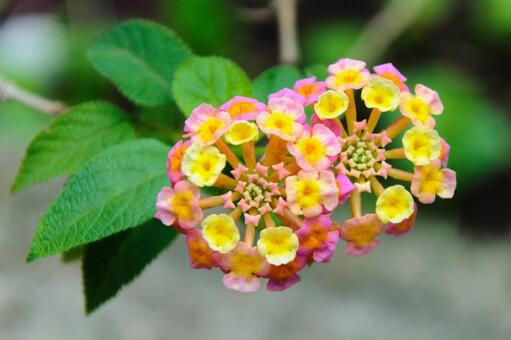 七彩花, 花, 植物, 花园, JPG