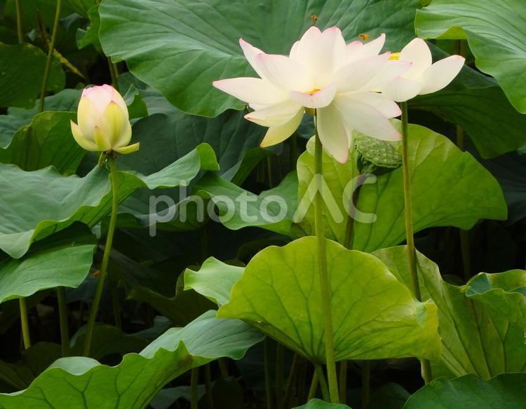 蓮の花と蓮の蕾 ハス,ピンク,野外の写真素材
