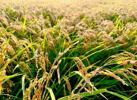 田んぼの稲穂の写真