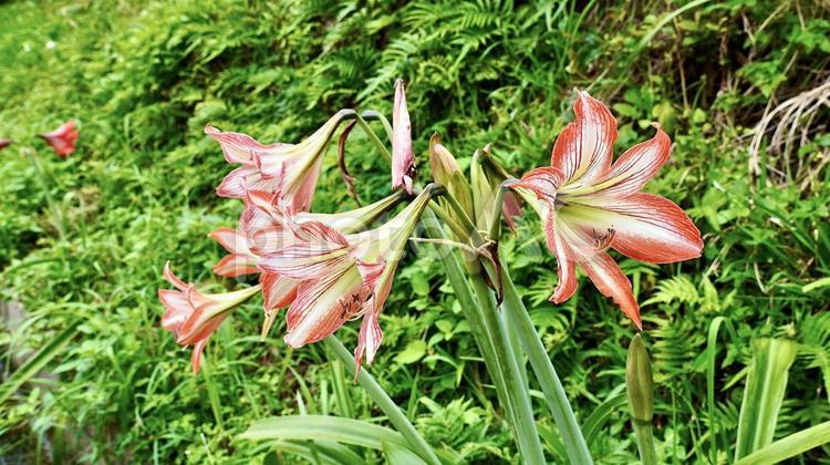 沖縄県八重山諸島西表島に咲くアマリリス アマリリス,ヒガンバナ科,花の写真素材