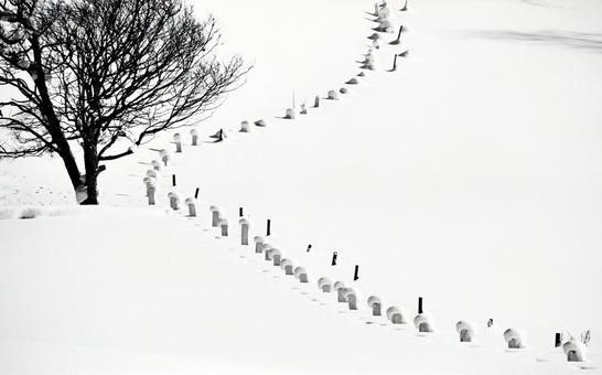 冬の牧場に続く雪の杭が描く曲線 冬景色,影,一本木の写真素材