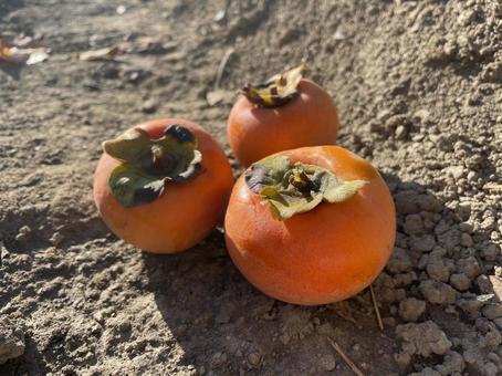 柿 柿,果物,収穫の写真素材