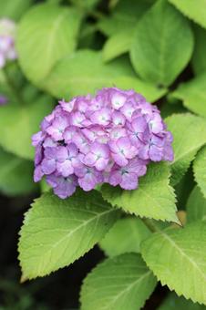 紫の紫陽花 紫の紫陽花の写真