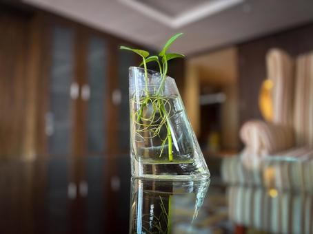 斜めのガラスに挿した水耕栽培の植物 斜めのガラスに挿した水耕栽培の植物 水耕栽培,観葉植物,インテリアの写真素材