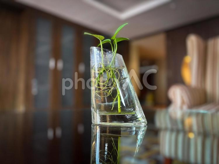 斜めのガラスに挿した水耕栽培の植物 水耕栽培,観葉植物,インテリアの写真素材