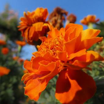 マリーゴールド マリーゴールド マリーゴールド,花,花びらの写真素材