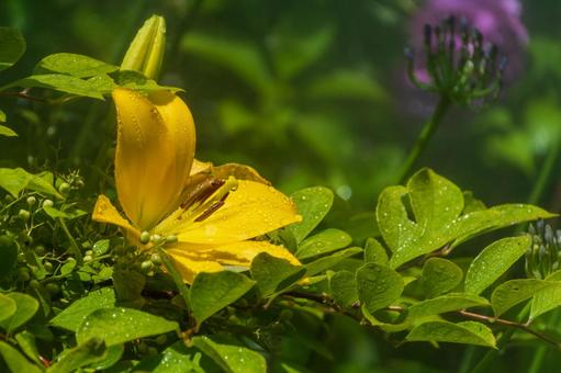 雨上がりの黄色いユリの花 ユリ,黄色,花の写真素材