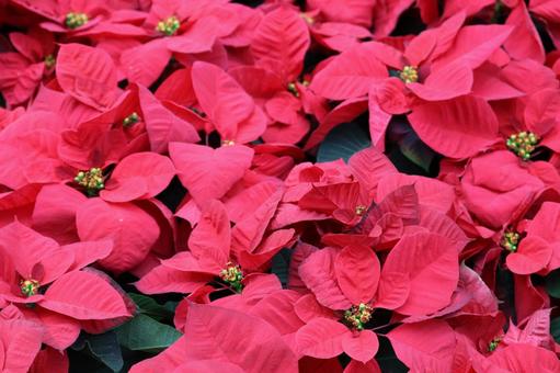 ポインセチア 植物,草,赤色の写真素材