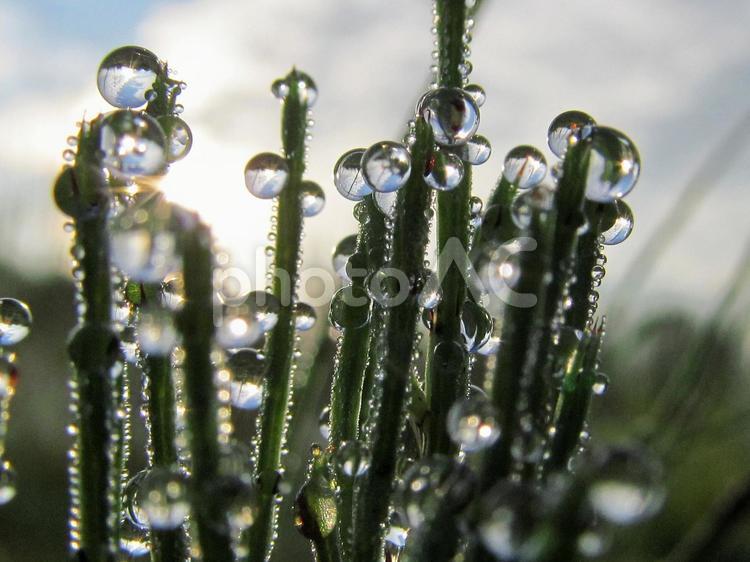 水滴とスギナと朝日Water drops 水滴,すいてき,waterの写真素材