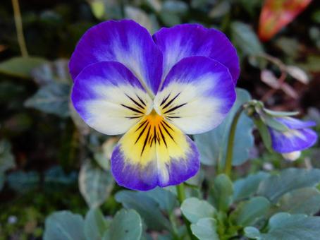 【花の写真】ピオラ ビオラ,三色菫,植物の写真素材