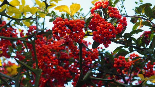 秋天,火棘,紅色水果,紅葉,公園 秋天,火棘,紅色水果,紅葉,公園