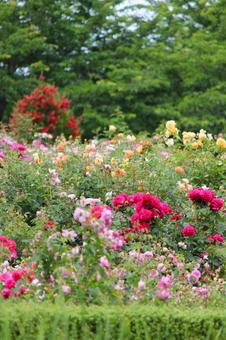 バラ園 バラ園の写真