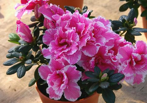 アザレアの写真