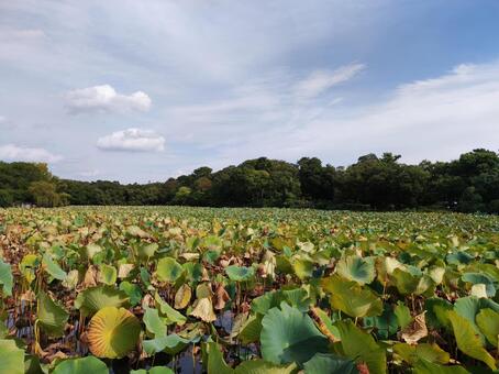 服部緑地 緑地,大阪,豊中の写真素材
