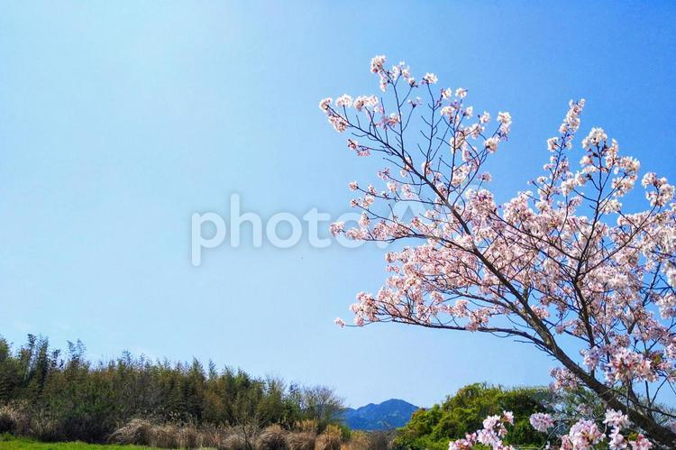 桜の枝と山と木の風景 サクラ,さくら,満開の写真素材