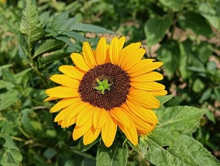おかしな向日葵 おかしな向日葵 向日葵,ひまわり,花の写真素材