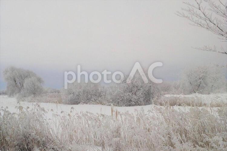 070　冬の北海道 北海道,雪,吹雪の写真素材