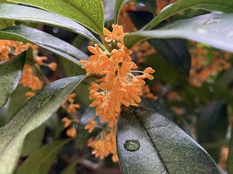 金木犀(キンモクセイ)の花 金木犀,花,オレンジ色の写真素材
