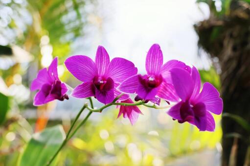 ラン１４（咲くやこの花館） デンドロビウム,花,花びらの写真素材