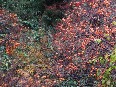 柿の木 柿の木 柿の木,柿,紅葉の写真素材