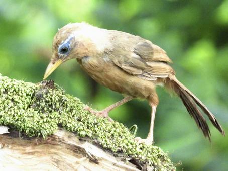 餌を探すガビチョウ 餌を探すガビチョウの写真