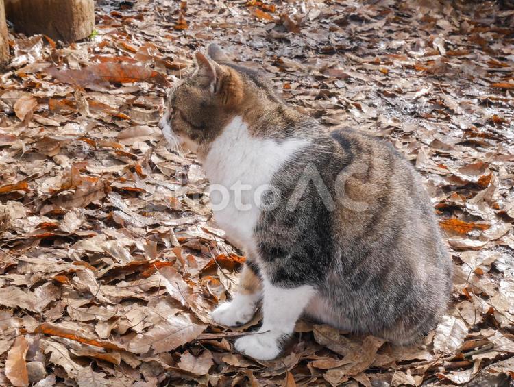 何かを見つけた猫 ねこ,昼寝,動物の写真素材