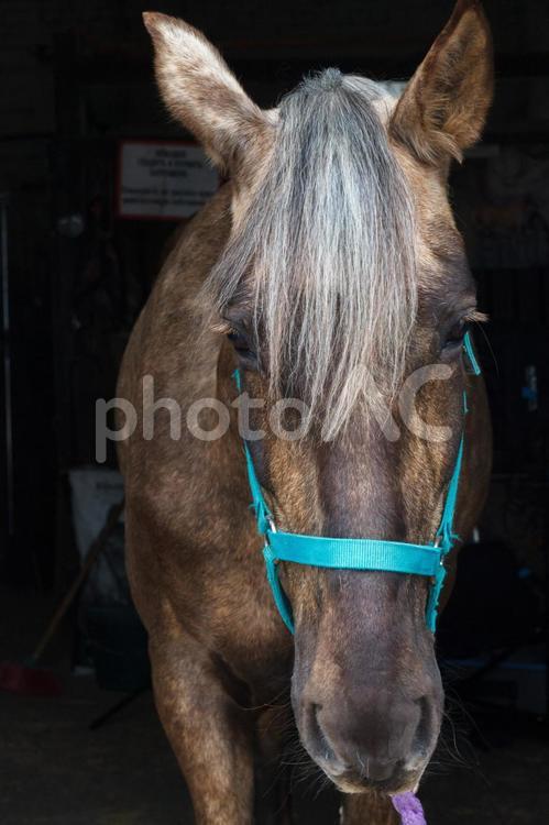 水色の馬具をつけたまだら模様の馬　正面 馬,馬の顔,アップの写真素材