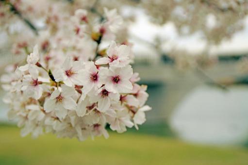 桜 桜の写真