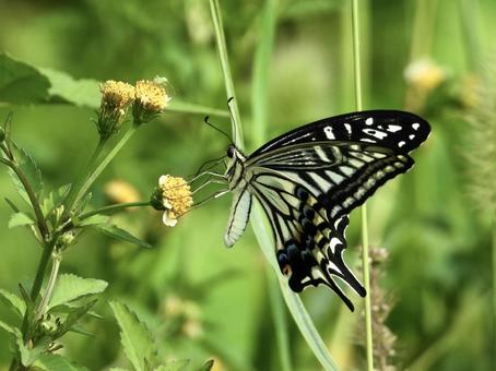 花の蜜を吸うチョウ 花の蜜を吸うチョウ 昆虫,チョウ,川辺の写真素材