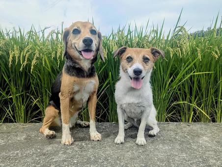 稲穂前でひとやすみ 稲穂前でひとやすみ 犬,ビーグル,ジャックラッセルテリアの写真素材