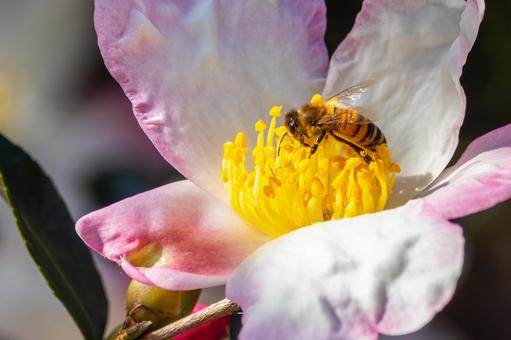 サザンカとミツバチ⒂の写真