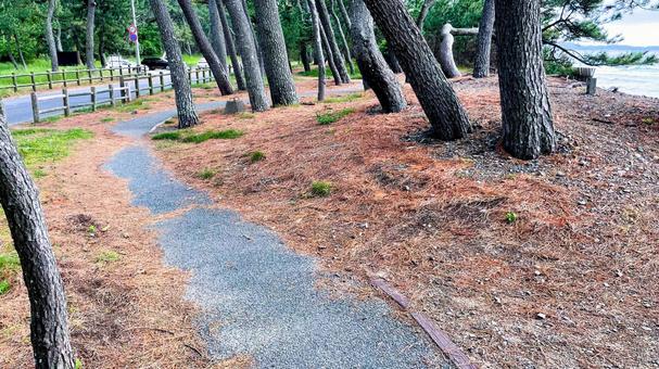 さつき松原の松林遊歩道 さつき松原の松林遊歩道 さつき松原,宗像市,遊歩道の写真素材