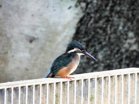 排水口にいるカワセミ2 排水口にいるカワセミ2 カワセミ,鳥,鳥類の写真素材
