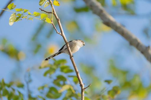 枝に止まる小鳥 枝に止まる小鳥 小鳥,鳥,野鳥の写真素材