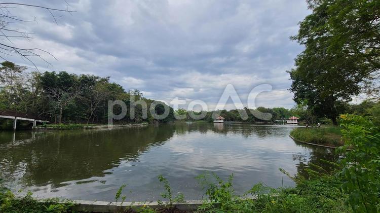 公園の池 自然,池,川の写真素材