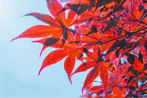 Autumn leaves 2, JPG