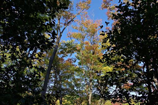 秋空と色づく森 秋空と色づく森 紅葉,始まり,秋の写真素材